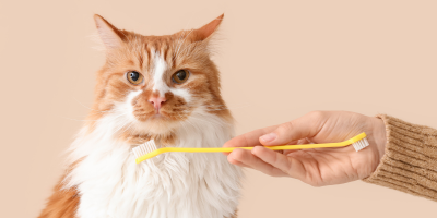 Устна хигиена за котки