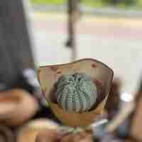 Ръчно плетено лале в малка декоративна опаковка – Избор от 7 цвята