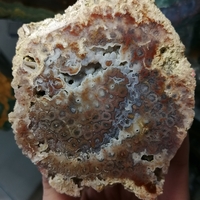Български Коралит