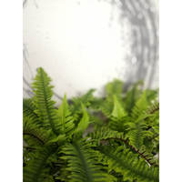 BOSTON FERN ARTIFICIAL PLANT POLYESTER PE/PP GREEN