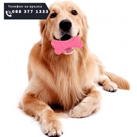 НЕМСКА Дентална играчка за кучета във формата на кокал + ЛЕД ФЕНЕР