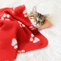 Коледно одеяло за кучета и котки