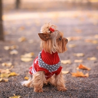 Коледен пуловер на еленчета за кучета и котки