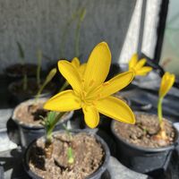 Жълт есенен минзухар в саксия