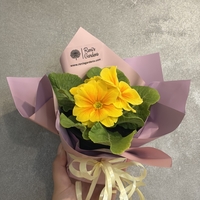 Опаковане на цвете в саксия за подарък