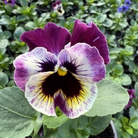 Къдрави теменужки