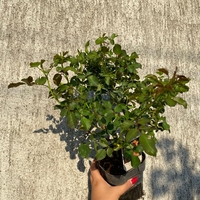 Cubana ® Rose