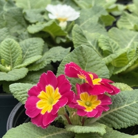 Едроцветна иглика - XL Mid Early Mix