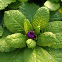 Едроцветна иглика - XL Mid Early Mix