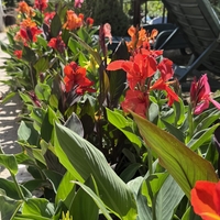 Кана / Canna CANNOVA