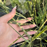 Мискантус Зебрина (Miscanthus sinensis 'Zebrinus') Китайски камъш | Царска тръстика