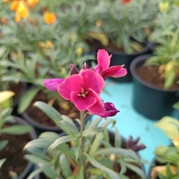 Шибой - Sugar Rush Mix