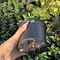 Шибой - Sugar Rush Mix