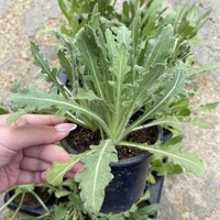 Гайлардия /Gaillardia/