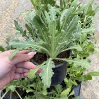 Гайлардия /Gaillardia/