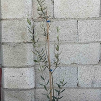 Маслина (Olea europaea)
