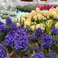 Зюмбюл Blue Jacket в саксия - единичен