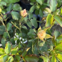 Peach DRIFT® Meiggili