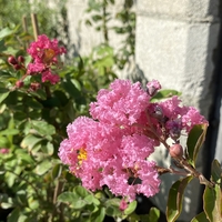 Индийски люляк - Lagerstroemia indica