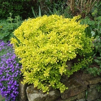 Берберис Тунберга ‘Aurea’ (Berberis thunbergii ‘Aurea’)