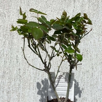 ELLE® Meibderos