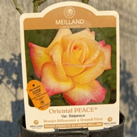 Oriental PEACE® Baipeace