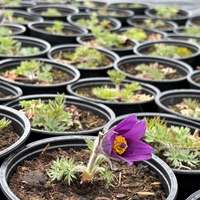 Pulsatilla vulgaris ‘Blaue Glocke’ (Съсънка)