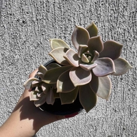 Сукулент Graptopetalum paraguayense - голям