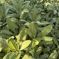 Салвия / Salvia forte imp.