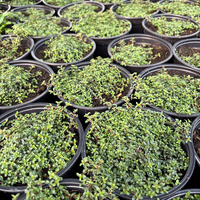 Пълзяща мащерка