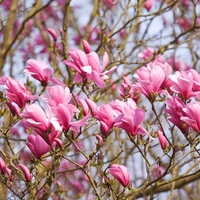 Магнолия „Galaxy“ (Magnolia × soulangeana ‘Galaxy’)