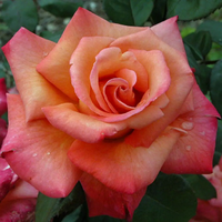 CHRISTOPHE COLOMB® Meironsse