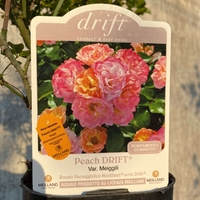 Peach DRIFT® Meiggili