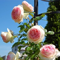 EDEN ROSE® Meiviolin/ GPT. EDEN ROSE Pierre De Ronsard ®