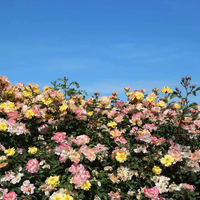 REVE DE PARIS ® Meilowmye