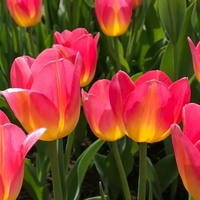 Лале Tom Pouce в саксия - единично