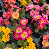 Кичеста иглика, тип розичка