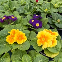 Едроцветна иглика - XL Mid Early Mix