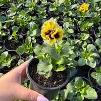 Къдрави теменужки