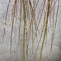 Плачеща върба – Salix caprea 'Kilmarnock'