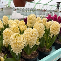 Зюмбюл City of Haarlem в саксия - единичен