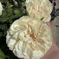 Palais Royal - White Eden Rose®