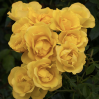 RAYON DE SOLEIL® (Golden Bonica®) Meianycid