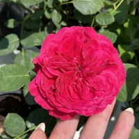 Gpt Red Eden Rose® (Eric Tabarly®)