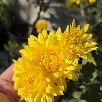 Бългрски хризантеми - различни сортове