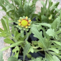 Гайлардия /Gaillardia/