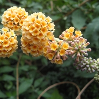 Будлея 'Sungold' Buddleja × weyeriana 'Sungold'