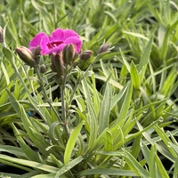 Каскаден ароматен карамфил