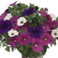 Петуния - тройка (The Power Sisters)