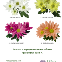 Едроцветни нискостеблени хризантеми